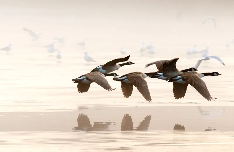 Five Canada geese flying low in formation over misty water, their reflections beneath them