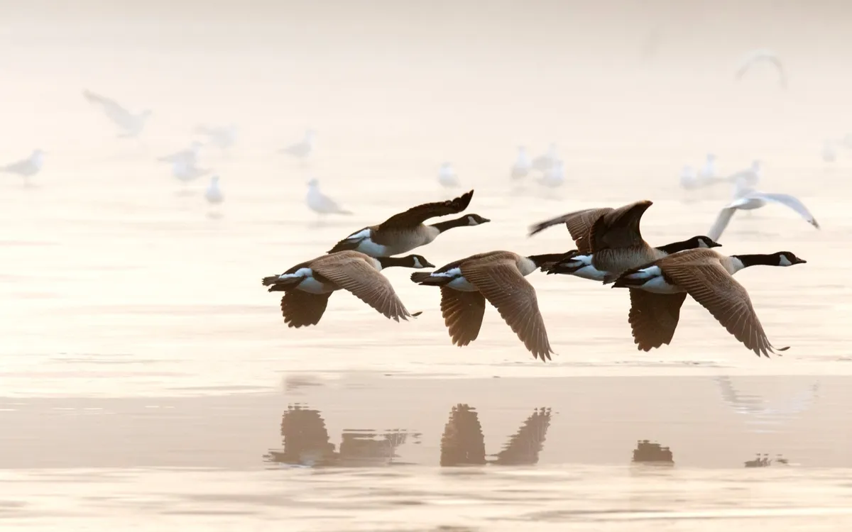 Five Canada geese flying low in formation over misty water, their reflections beneath them
