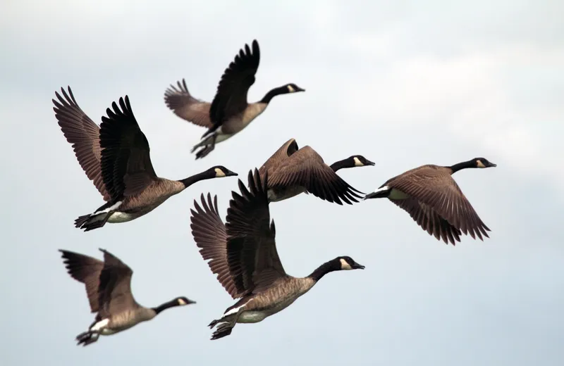 Geese flying in formation