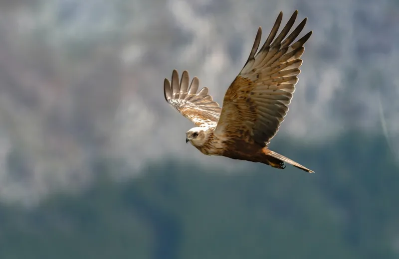 A hawk in flight with wings spread wide against a blurred mountainside