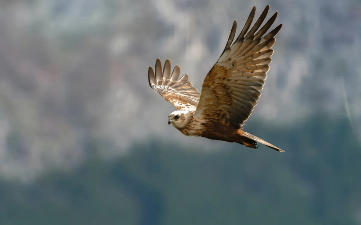 A hawk in flight with wings spread wide against a blurred mountainside